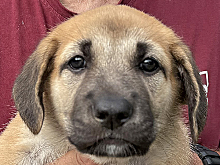 chinook puppy